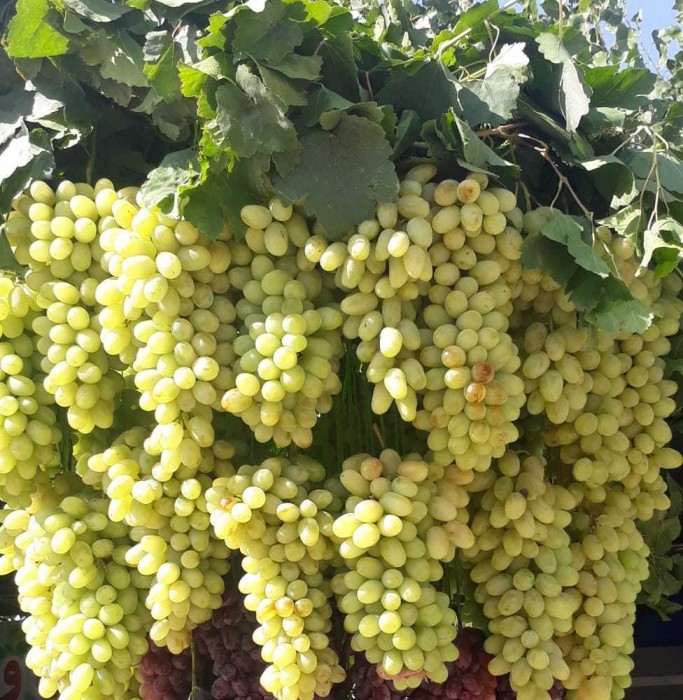 نهال انگور ریش بابا