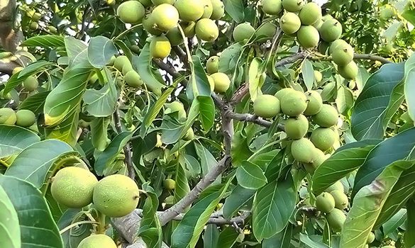 گردو چندلر